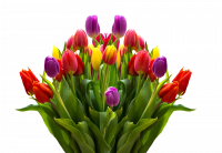 tulips-2323461_1920