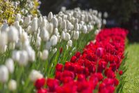 8 maja - Narodowy Dzień Zwycięstwa, tulipany, fot. Paweł Kula