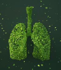 Zielone płuca - zdjęcie ilustracyjne, fot. pixabay.com