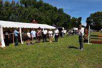 XXV Regionalna Wystawa Koni Hodowlanych w Popowie Kościelnym - relacja zdjęciowa
