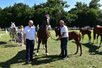 XXV Regionalna Wystawa Koni Hodowlanych w Popowie Kościelnym - relacja zdjęciowa