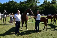 XXV Regionalna Wystawa Koni Hodowlanych w Popowie Kościelnym - relacja zdjęciowa