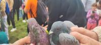 Doroczne Święto Latawca w Parku 600-lecia w Wągrowcu - relacja zdjęciowa