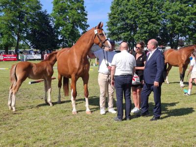 XXVII Regionalna Wystawa Koni Hodowlanych