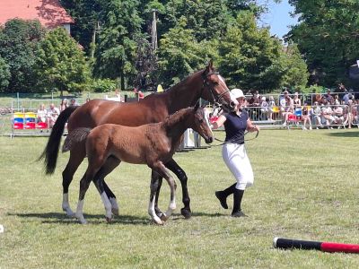 XXVII Regionalna Wystawa Koni Hodowlanych