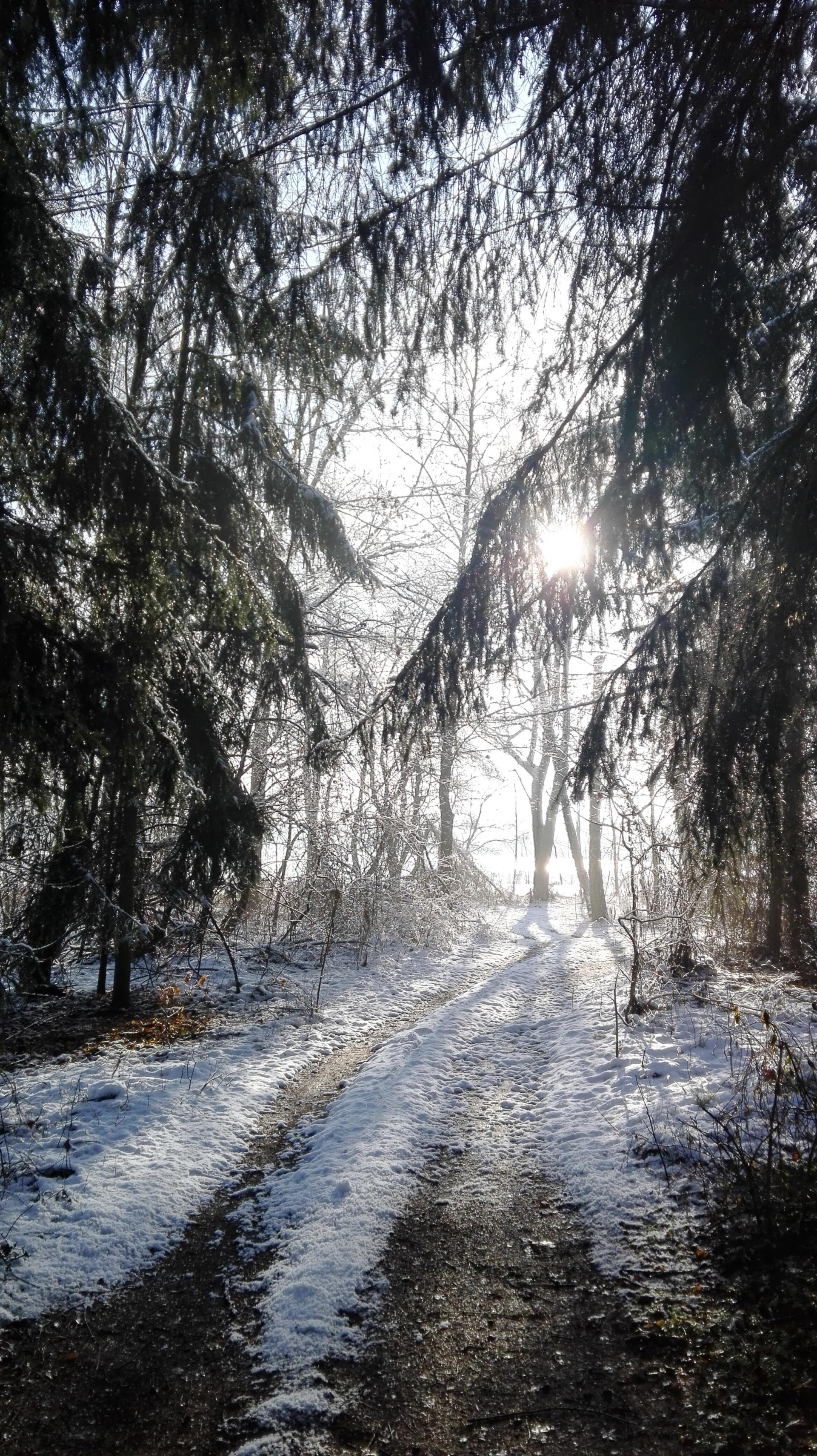 Nadzór nad lasami niestanowiącymi własności Skarbu Państwa