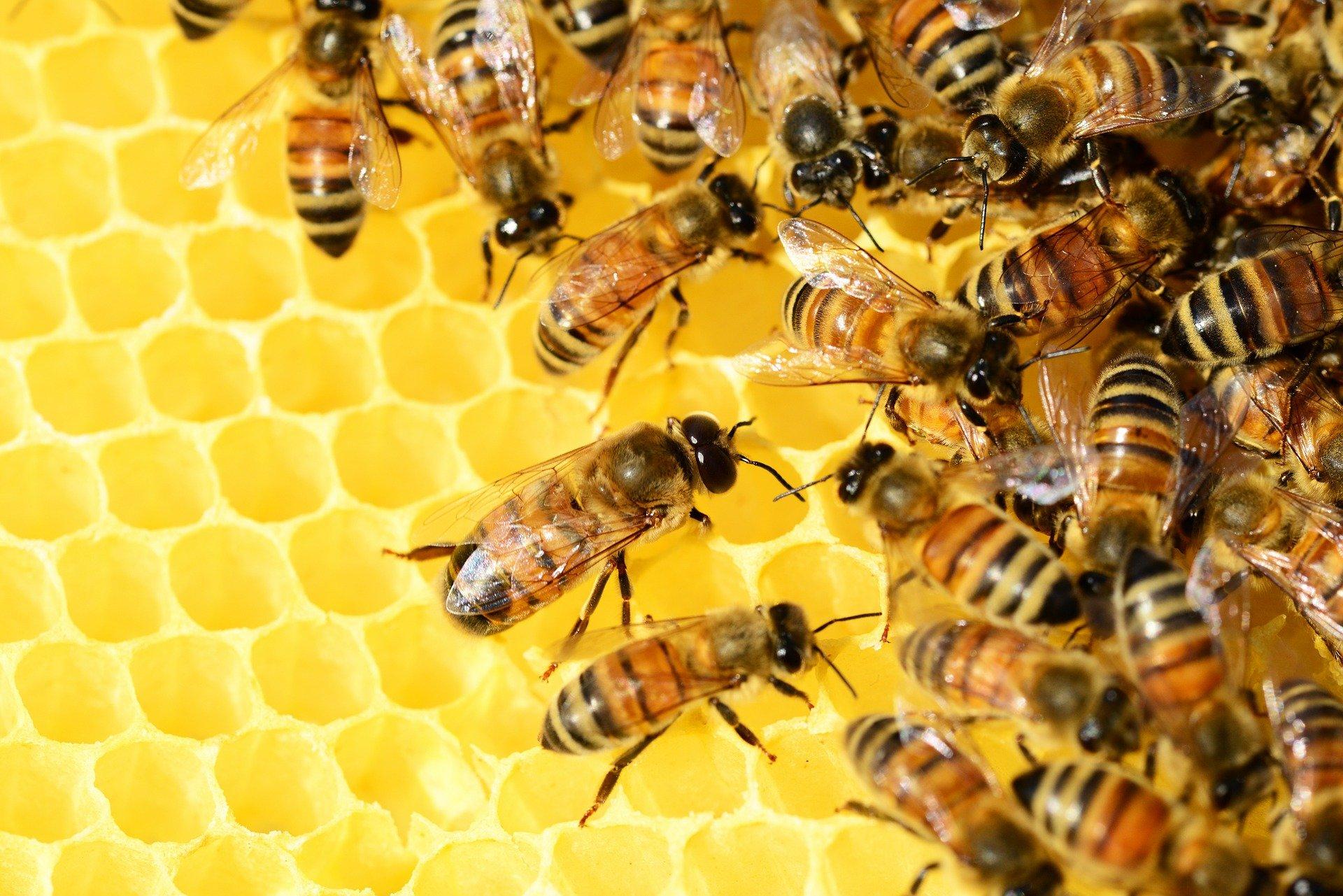 Komunikat dla pszczelarzy