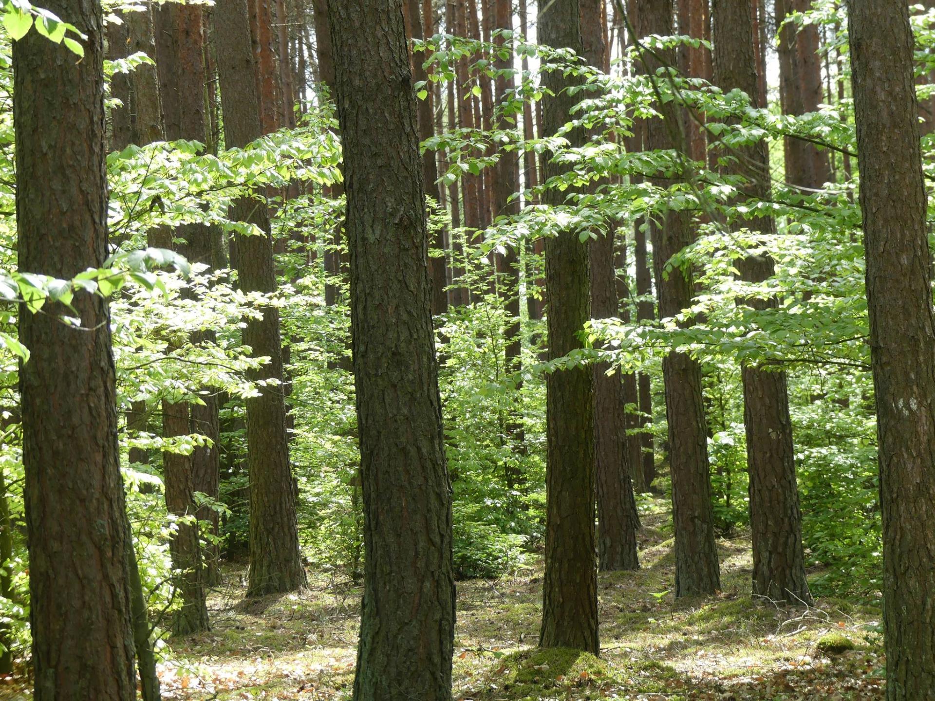 Konsultacje w ramach Zespołów Lokalnej Współpracy
